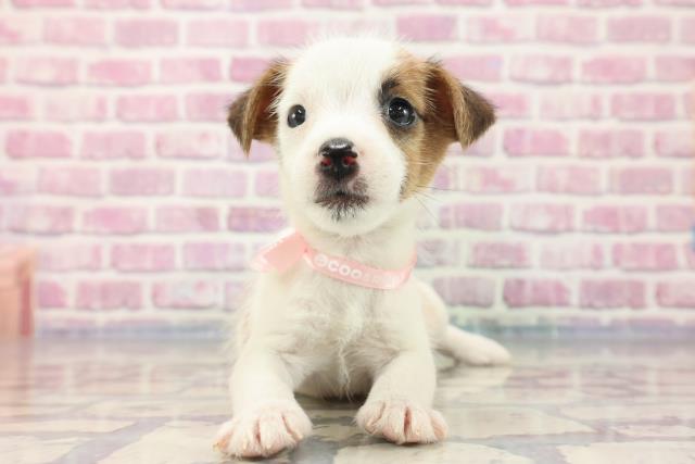 北海道のジャックラッセルテリア (Coo&RIKU函館店/2023年8月13日生まれ/女の子/ホワイトタン)の子犬
