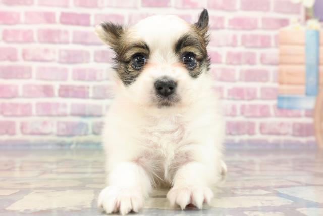 千葉県のパピヨン (Coo&RIKU東船橋店/2023年8月13日生まれ/女の子/ホワイトブラウン(白茶))の子犬