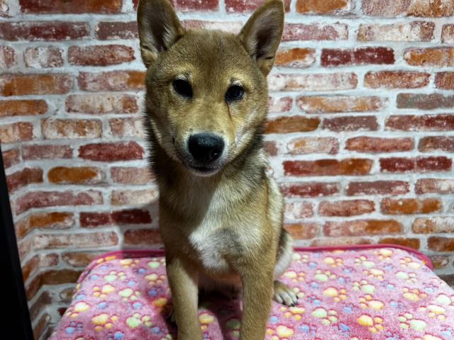 柴犬