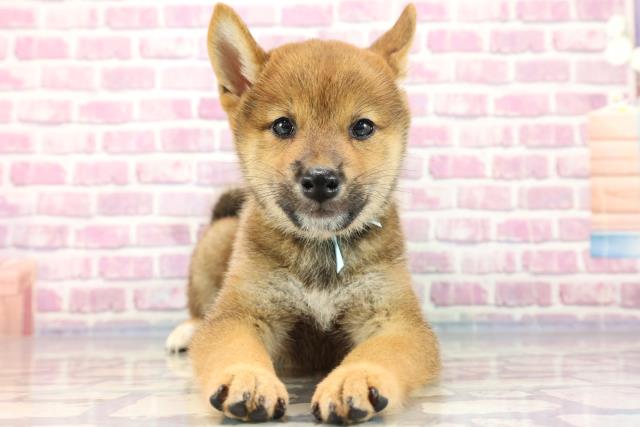 柴犬