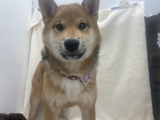 柴犬