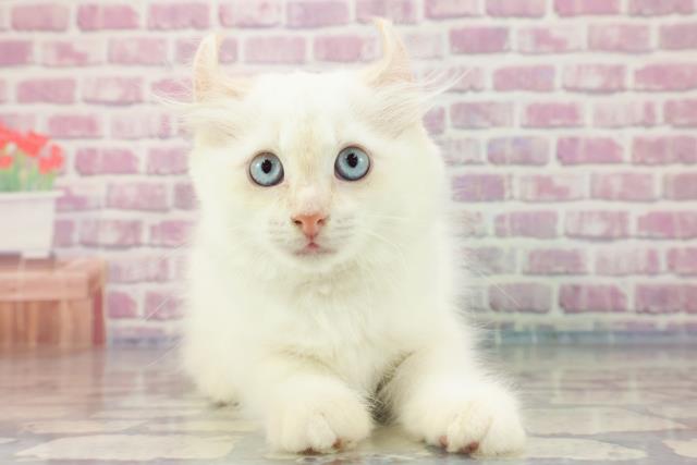 岩手県のアメリカンカール (Coo&RIKU岩手盛岡店/2023年8月8日生まれ/女の子/クリームタビーホワイト)の子猫