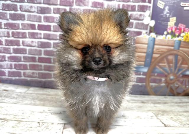 北海道のポメラニアン (Coo&RIKU釧路店/2023年8月8日生まれ/女の子/ウルフセーブル)の子犬