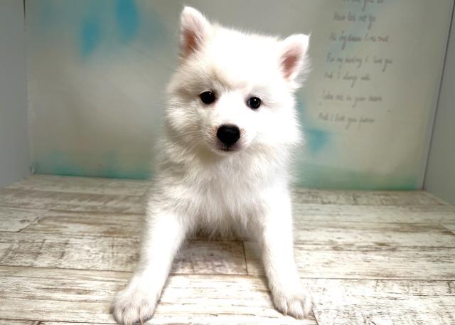 北海道の日本スピッツ (Coo&RIKU北見店/2023年8月11日生まれ/男の子/ホワイト(白))の子犬