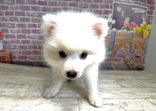 北海道の日本スピッツ (Coo&RIKU岩見沢店/2023年8月11日生まれ/女の子/ホワイト(白))の子犬