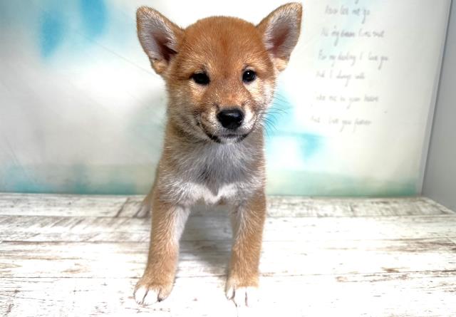 北海道の柴犬 (Coo&RIKU室蘭店/2023年8月13日生まれ/男の子/レッド(赤))の子犬