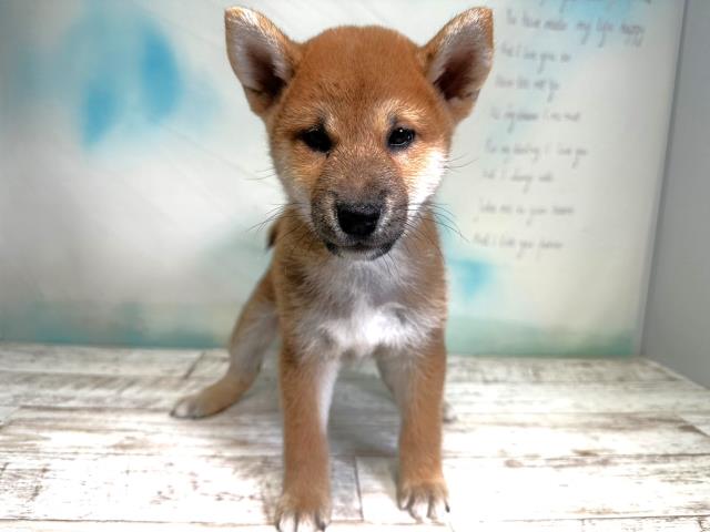 柴犬