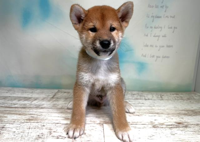 柴犬