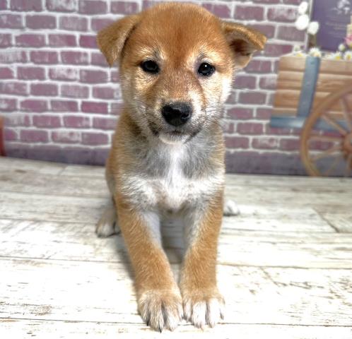 柴犬