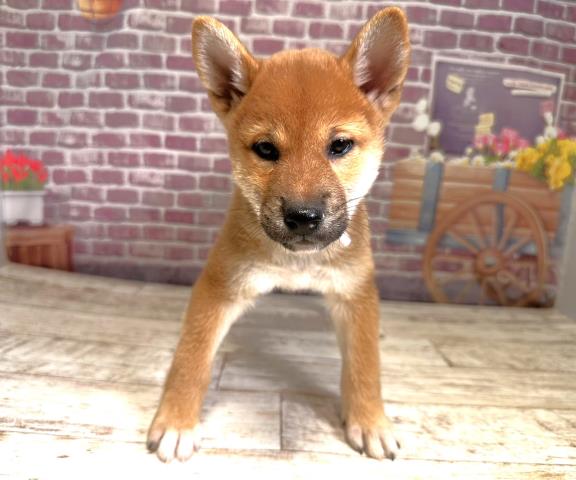 柴犬