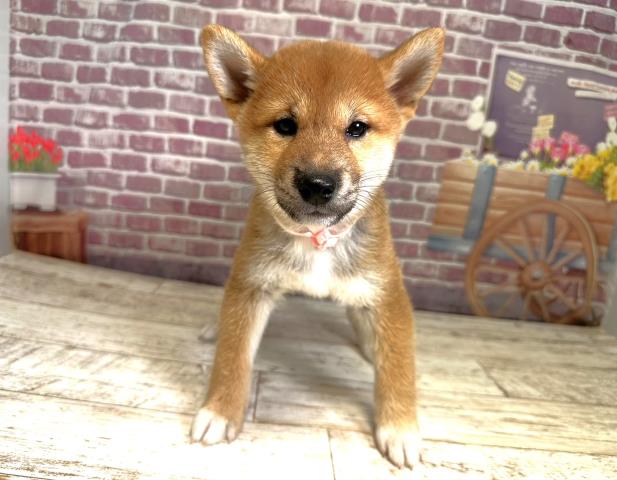 柴犬