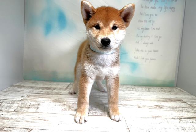 北海道の柴犬 (Coo&RIKU岩見沢店/2023年8月13日生まれ/男の子/レッド(赤))の子犬