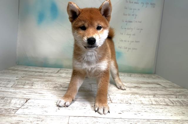 柴犬