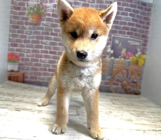 北海道の柴犬 (Coo&RIKU釧路店/2023年8月13日生まれ/女の子/レッド(赤))の子犬