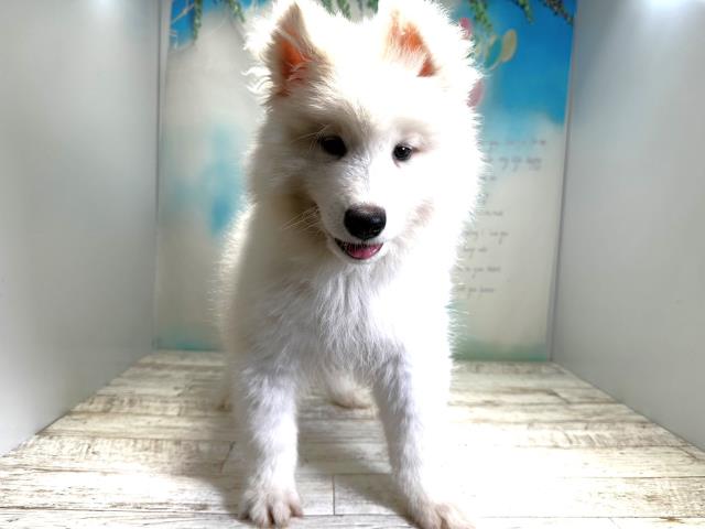 新潟県のサモエド (Coo&RIKU新潟東店/2023年8月1日生まれ/男の子/ホワイト(白))の子犬