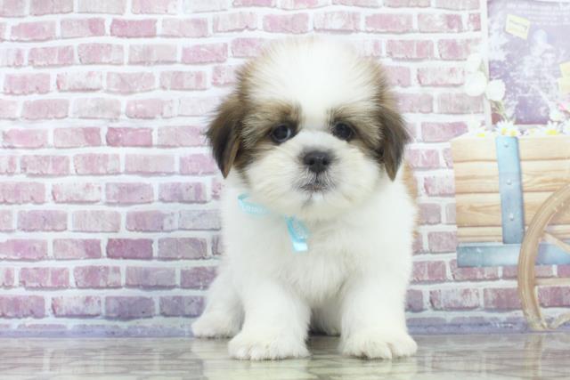 栃木県のシーズー (Coo&RIKUイオンタウン佐野店/2023年8月9日生まれ/男の子/ホワイトゴールド)の子犬