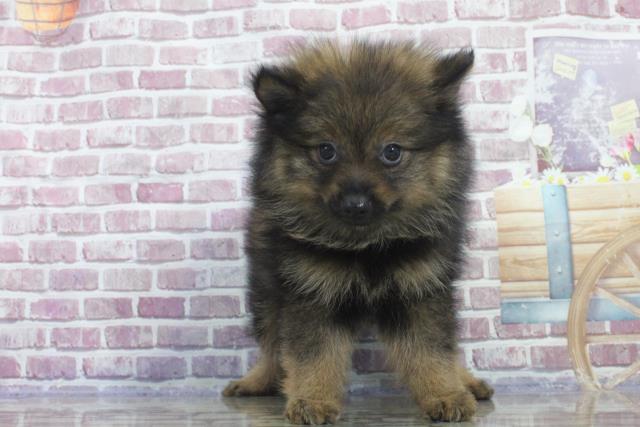 山形県のポメラニアン (Coo&RIKU山形店/2023年8月10日生まれ/女の子/ウルフセーブル)の子犬