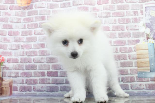 青森県のポメラニアン (Coo&RIKU弘前店/2023年8月12日生まれ/女の子/ホワイト(白))の子犬