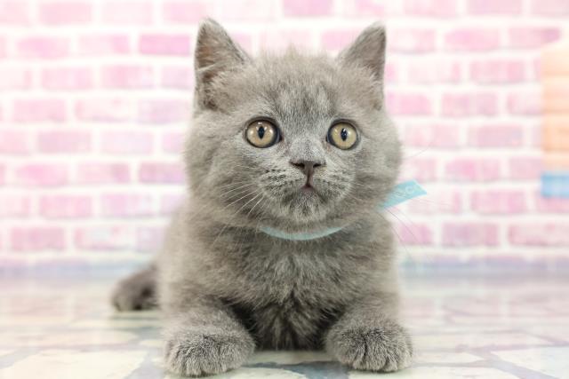 埼玉県のシャルトリュー (Coo&RIKU川越店/2023年8月5日生まれ/男の子/ブルー)の子猫