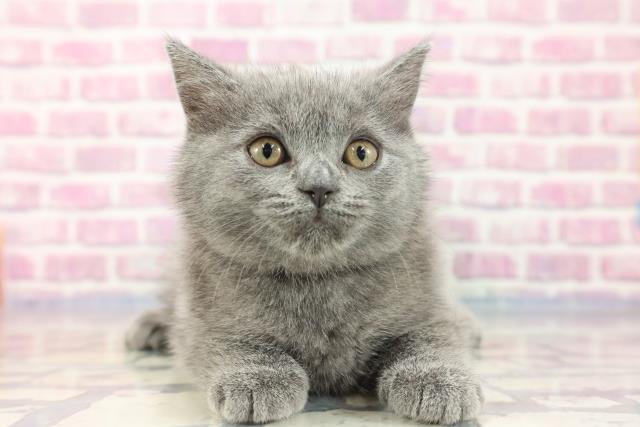 東京都のシャルトリュー (Coo&RIKU福生店/2023年8月5日生まれ/女の子/ブルー)の子猫