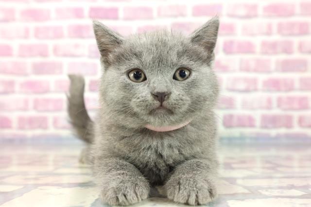 東京都のシャルトリュー (Coo&RIKU八王子西店/2023年8月14日生まれ/女の子/ブルー)の子猫
