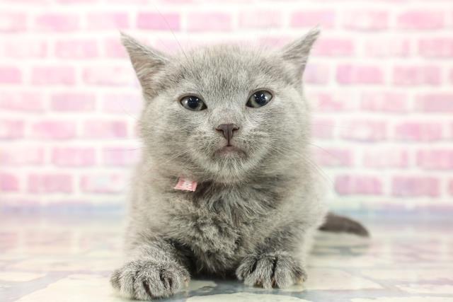山梨県のシャルトリュー (Coo&RIKU甲府昭和通り店/2023年8月14日生まれ/女の子/ブルー)の子猫
