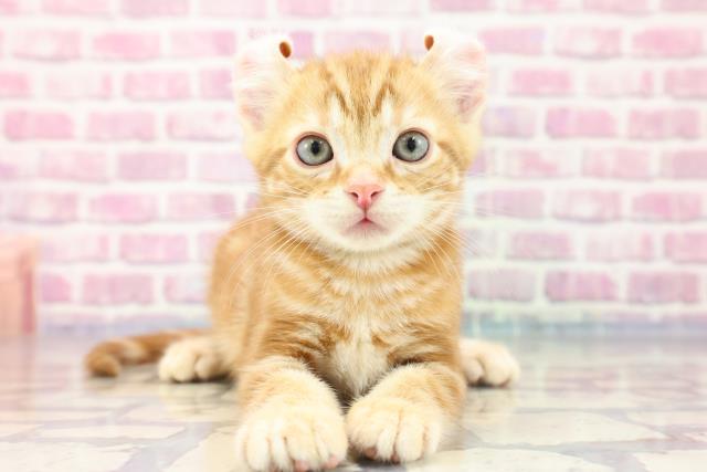 山梨県のアメリカンカール (Coo&RIKU甲府昭和通り店/2023年8月12日生まれ/男の子/レッドタビー)の子猫