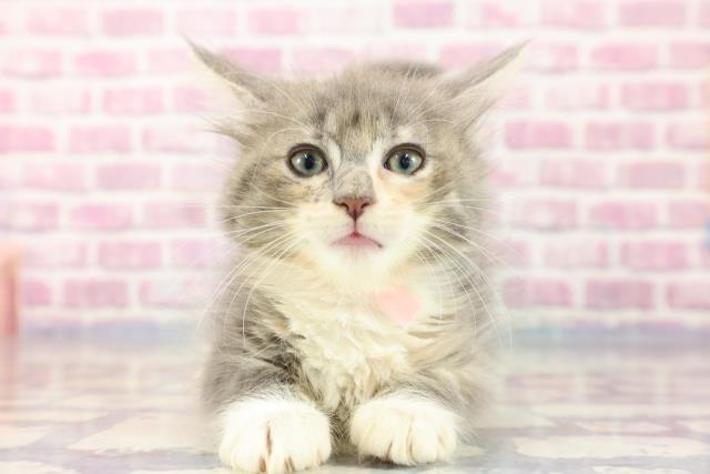 千葉県のメインクーン (Coo&RIKU東船橋店/2023年8月13日生まれ/女の子/ブルーパッチドタビーホワイト)の子猫