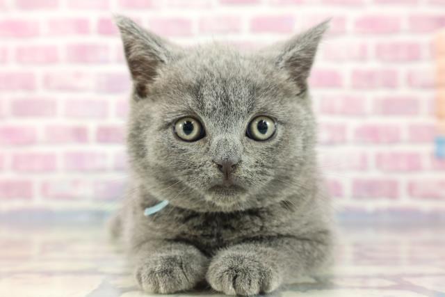 千葉県のシャルトリュー (Coo&RIKU東金店/2023年8月10日生まれ/男の子/ブルー)の子猫