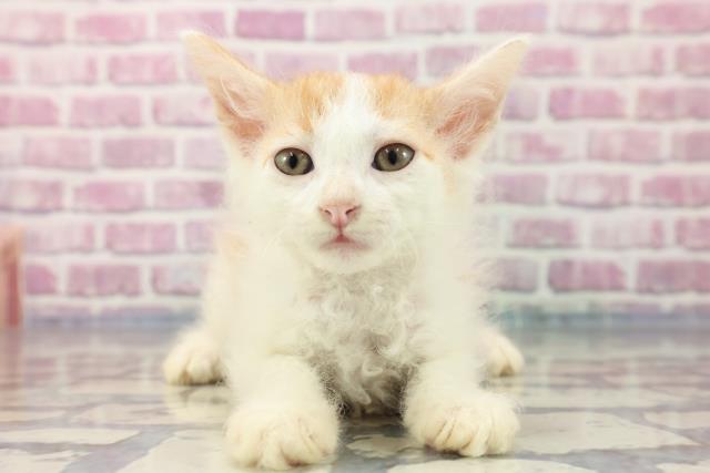 群馬県のラパーマ (Coo&RIKU高崎店/2023年8月13日生まれ/男の子/レッドタビーホワイト)の子猫
