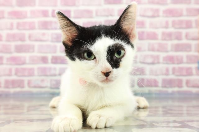 北海道のアメリカンカール (Coo&RIKU函館店/2023年8月11日生まれ/女の子/ブラックホワイト)の子猫