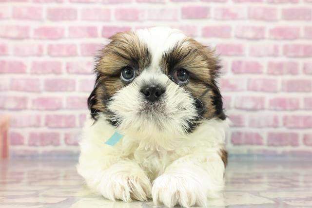千葉県のシーズー (Coo&RIKU東船橋店/2023年8月14日生まれ/男の子/ホワイトゴールド)の子犬