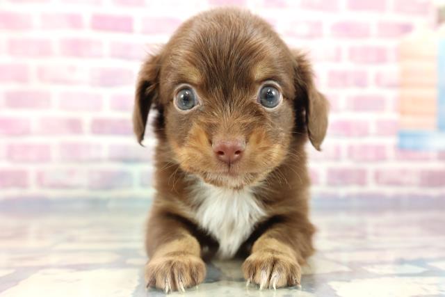 千葉県のチワックス (Coo&RIKU東船橋店/2023年8月8日生まれ/男の子/チョコレートタンホワイト)の子犬
