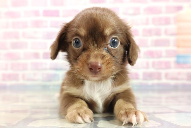 千葉県のチワックス (Coo&RIKU八街店/2023年8月8日生まれ/男の子/チョコレートタンホワイト)の子犬