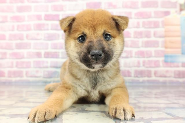 埼玉県の柴犬 (Coo&RIKUアニマルケアセンター大宮/2023年8月13日生まれ/女の子/レッド(赤))の子犬