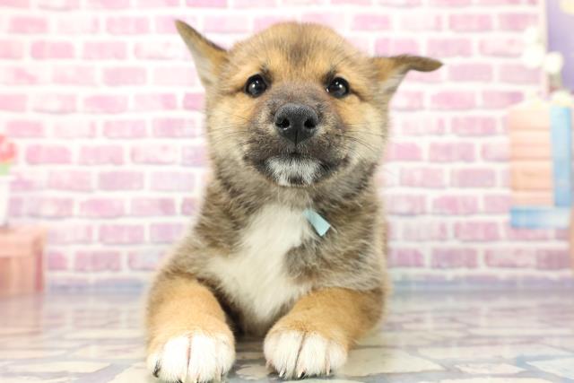 群馬県の柴犬 (Coo&RIKU前橋店/2023年8月11日生まれ/男の子/レッド(赤))の子犬