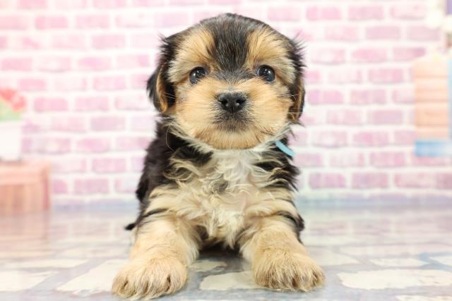 栃木県のハーフ犬 (Coo&RIKU足利店/2023年8月13日生まれ/男の子/スチールブルータン)の子犬