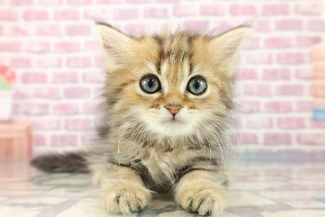 北海道のペルシャ (Coo&RIKU室蘭店/2023年8月10日生まれ/男の子/チンチラゴールデン)の子猫