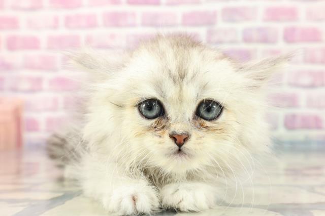 群馬県のペルシャ (Coo&RIKU前橋店/2023年8月10日生まれ/女の子/チンチラシルバー)の子猫