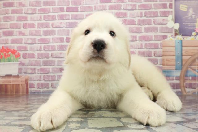 東京都のグレートピレニーズ (Coo&RIKU足立本店/2023年8月15日生まれ/女の子/ホワイト(白))の子犬