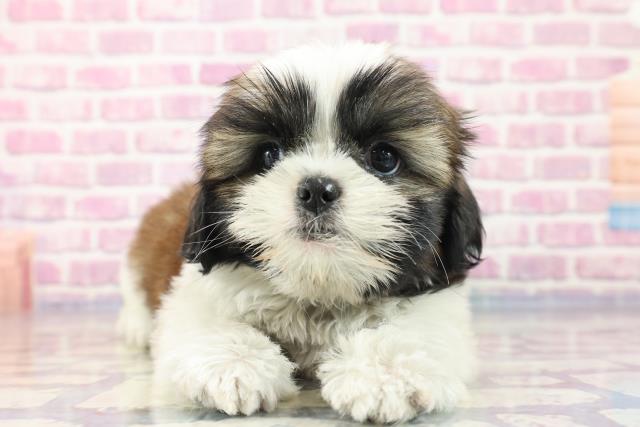 石川県のシーズー (Coo&RIKU金沢店/2023年8月11日生まれ/男の子/ホワイトゴールド)の子犬