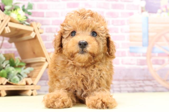 愛知県のトイプードル (Coo&RIKU名古屋中川店/2023年8月14日生まれ/女の子/レッド(赤))の子犬
