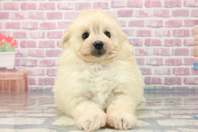 埼玉県のポメプー (Coo&RIKUアニマルケアセンター大宮/2023年8月15日生まれ/女の子/クリーム)の子犬