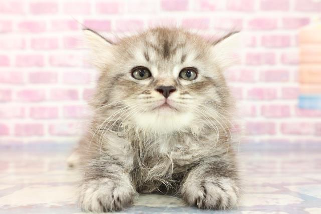 宮城県のラガマフィン (Coo&RIKU仙台太白店/2023年8月16日生まれ/男の子/シルバータビー)の子猫