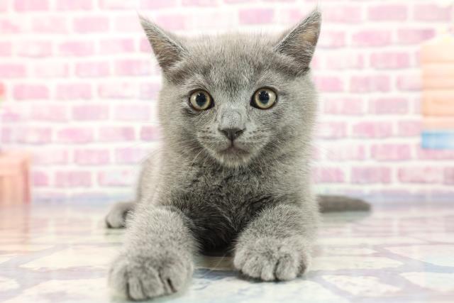 東京都のシャルトリュー (Coo&RIKU足立本店/2023年8月15日生まれ/男の子/ブルー)の子猫