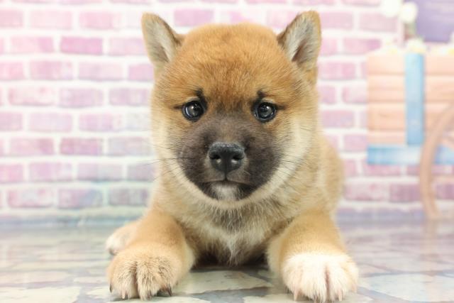 群馬県の柴犬 (Coo&RIKU高崎店/2023年8月17日生まれ/男の子/レッド(赤))の子犬