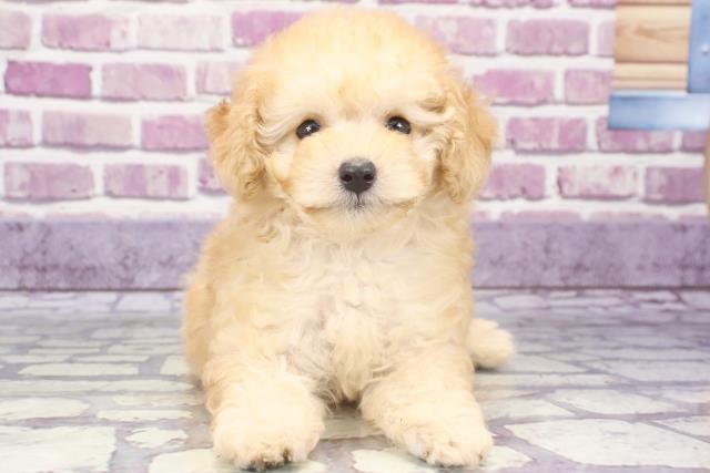 大阪府のトイプードル (Coo&RIKU城東古市店/2023年8月17日生まれ/女の子/ペールフォーン)の子犬