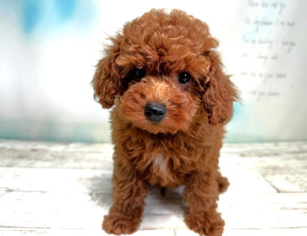 新潟県のトイプードル (Coo&RIKUイオンモール新発田店/2023年8月15日生まれ/男の子/レッド(赤))の子犬