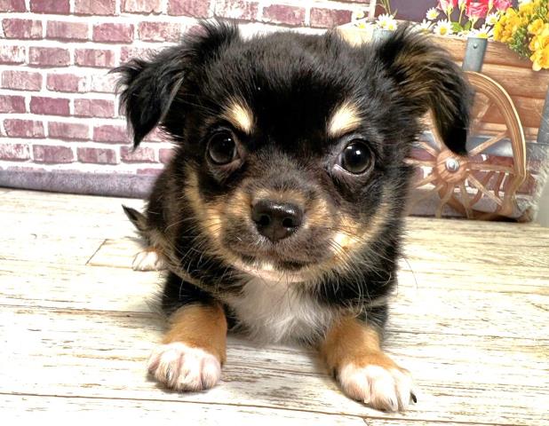 北海道のチワワ(ロング) (Coo&RIKU函館店/2023年8月15日生まれ/女の子/ブラックタンホワイト)の子犬