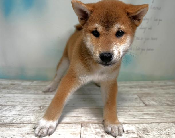 北海道の柴犬 (Coo&RIKU室蘭店/2023年8月17日生まれ/男の子/レッド(赤))の子犬
